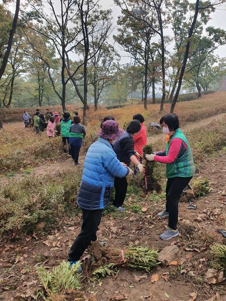 월롱산 철쭉 식재 현장