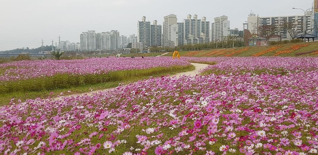 문산노을길 꽃밭(사진 제공 : 파주시 SNS 서포터즈 전돈학)