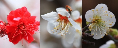 매화는 종류에 따라 꽃색도 조금씩 다르다. 홍매화, 백매화, 청매화 순