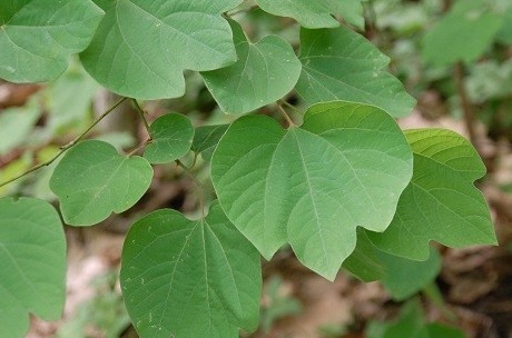 생강나무 잎: 넓고 아래 쪽이 양쪽으로 오목하다